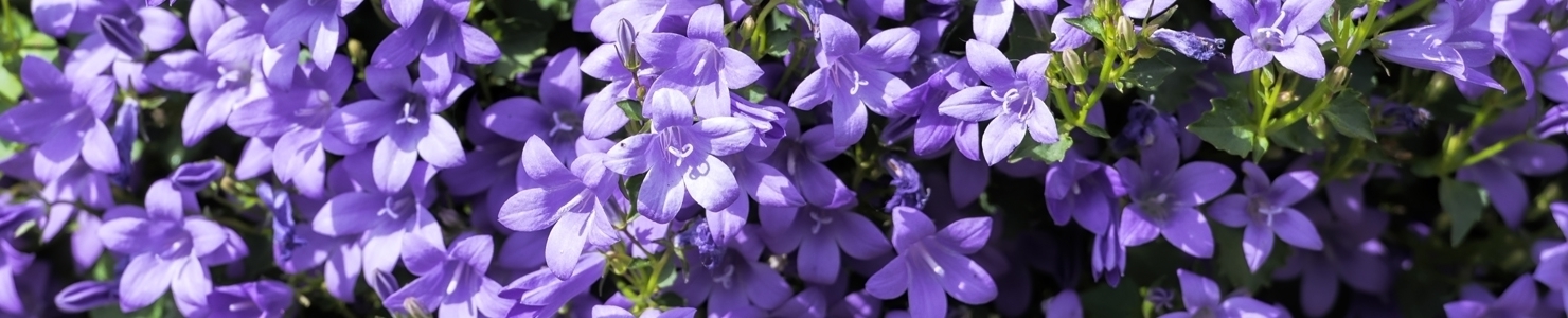 Campanula photo