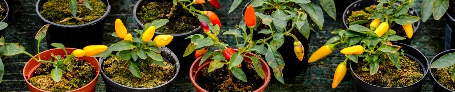 Capsicum photo