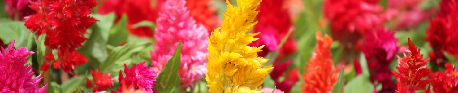 Celosia photo