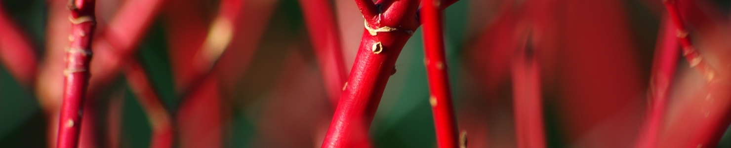 Cornus photo