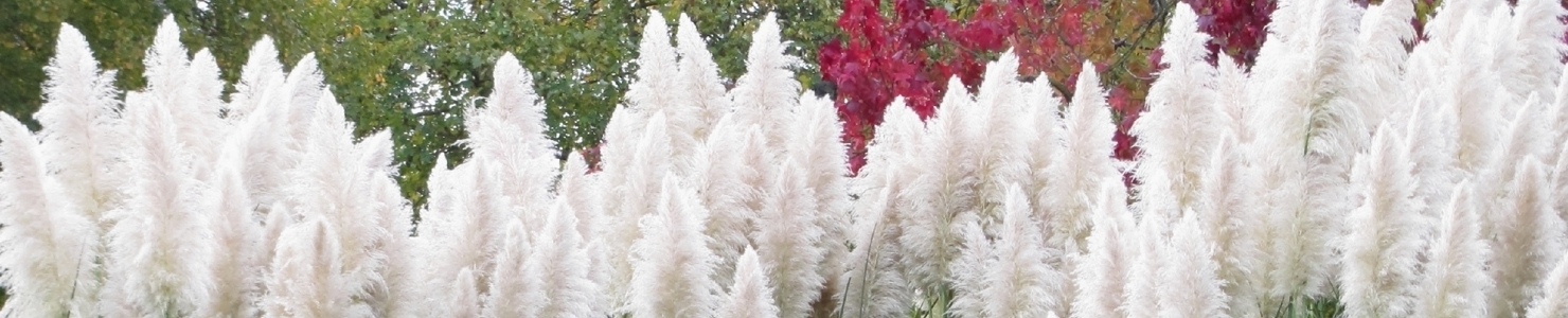 Cortaderia photo