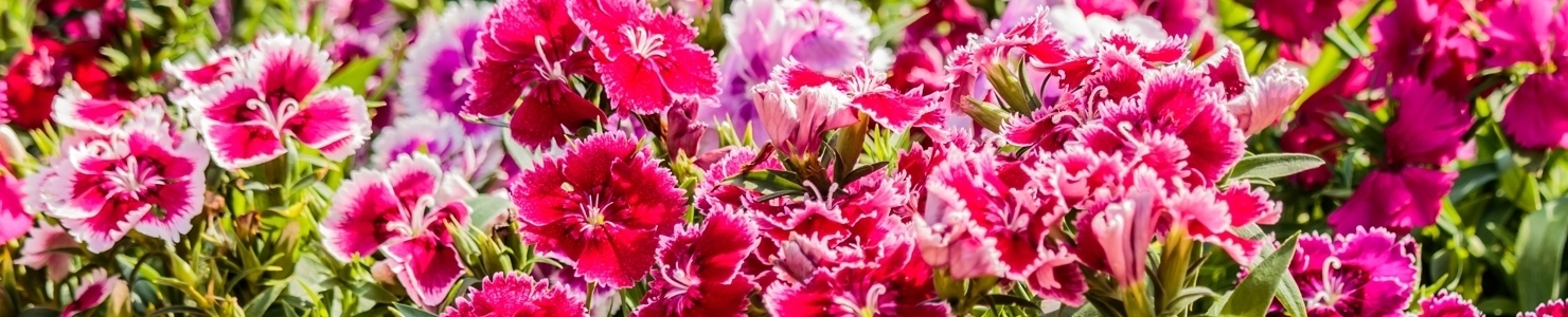 Dianthus photo