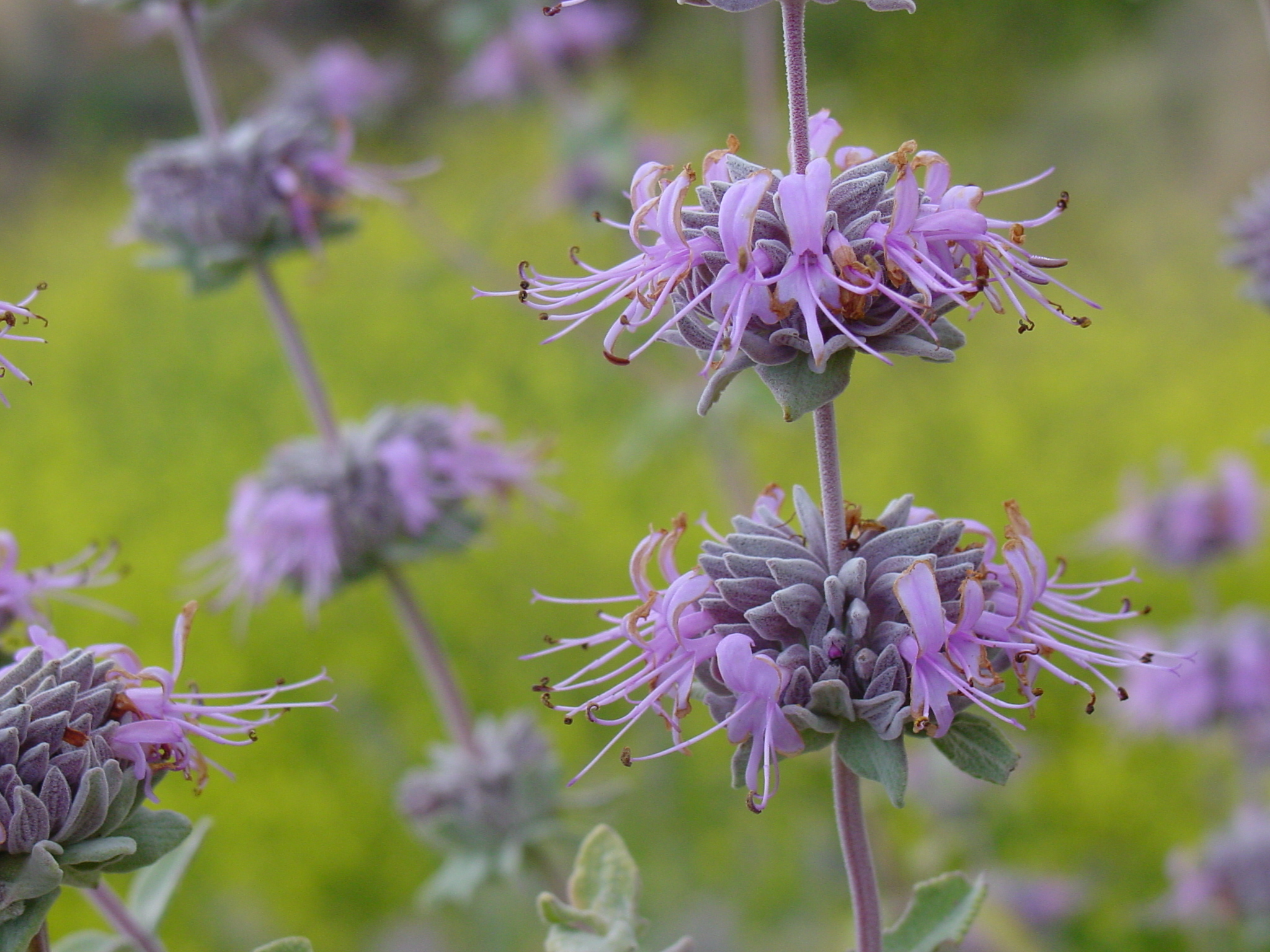 Salvia (Outdoor Plants) photo