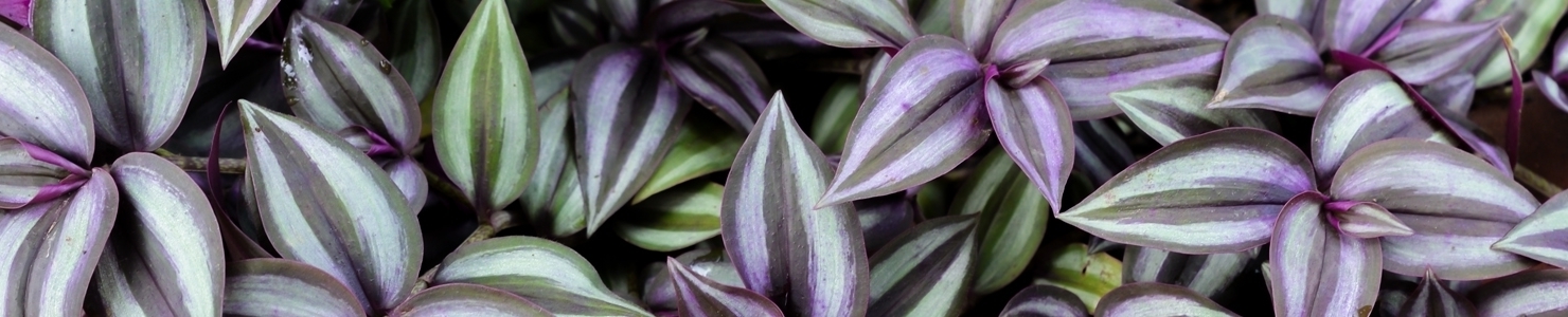 Tradescantia photo