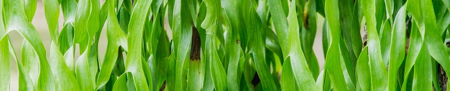 Platycerium photo