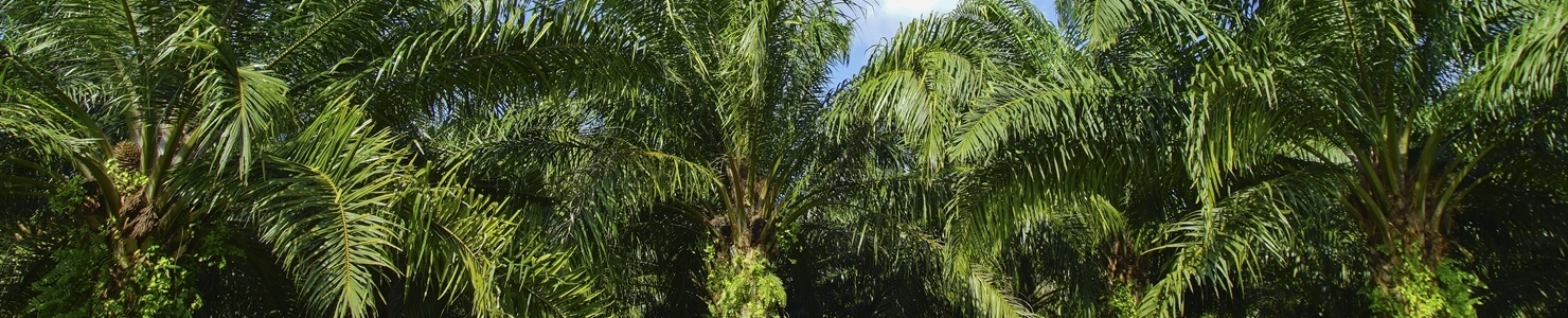 Butia Capitata photo