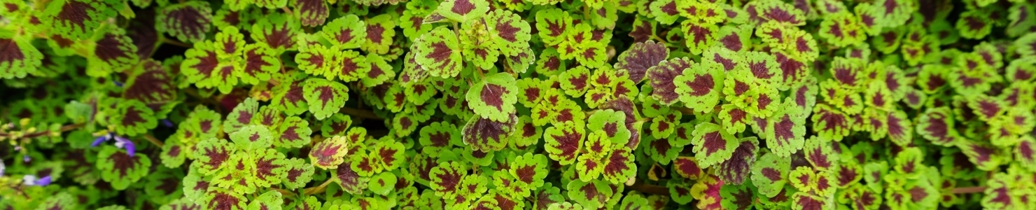 Coleus photo