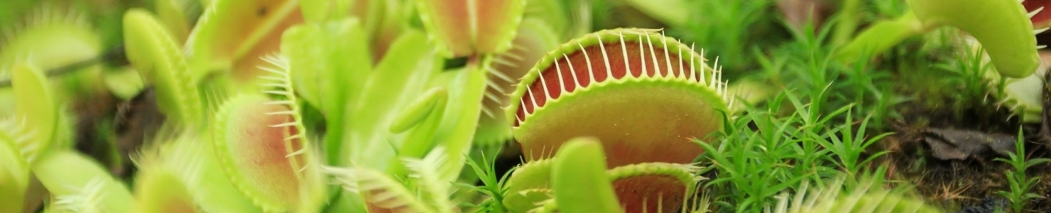 Dionaea muscipula photo