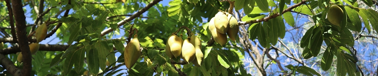 Castanospermum australe photo