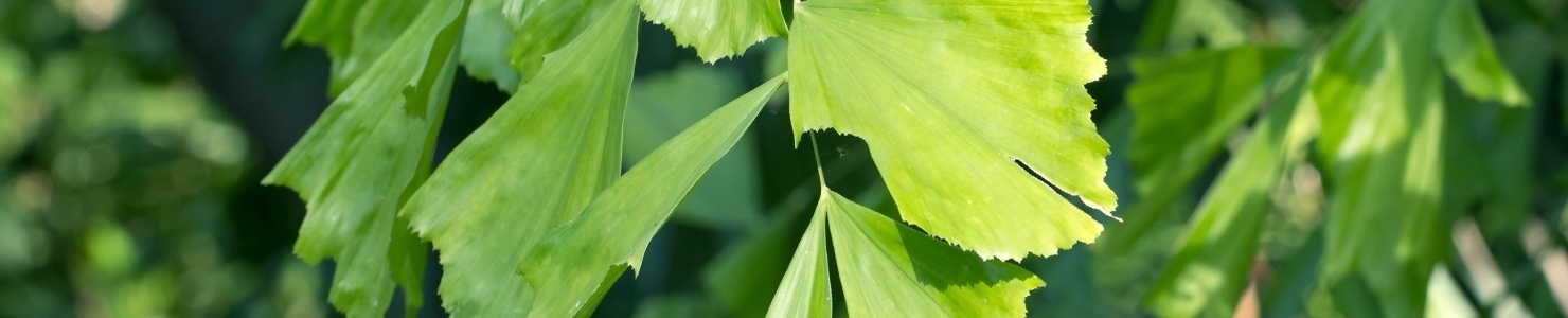 Caryota photo