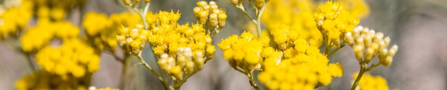 Helichrysum photo