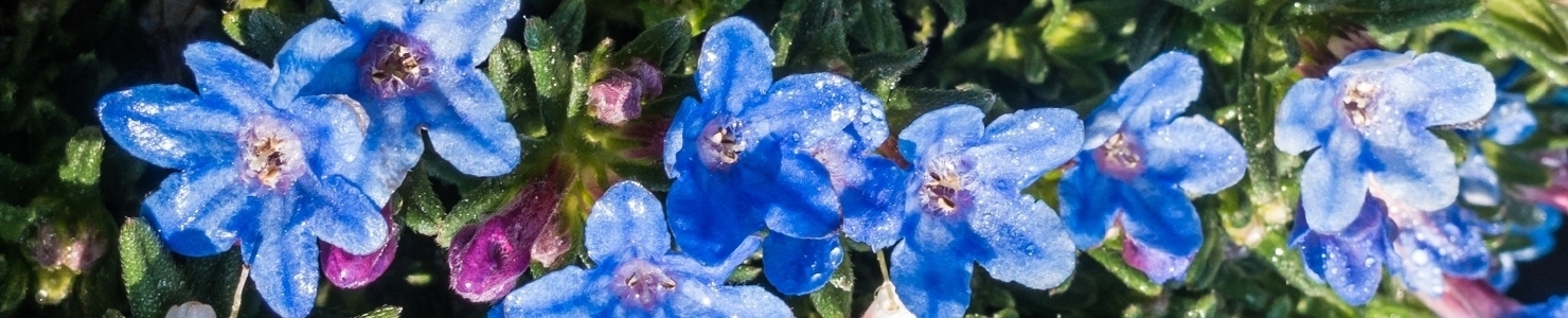 Lithodora Foto