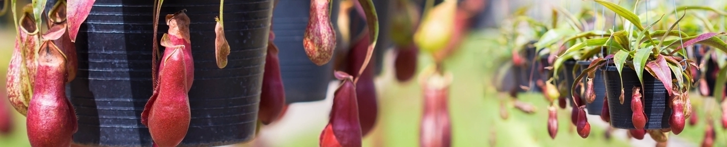 Nepenthes photo