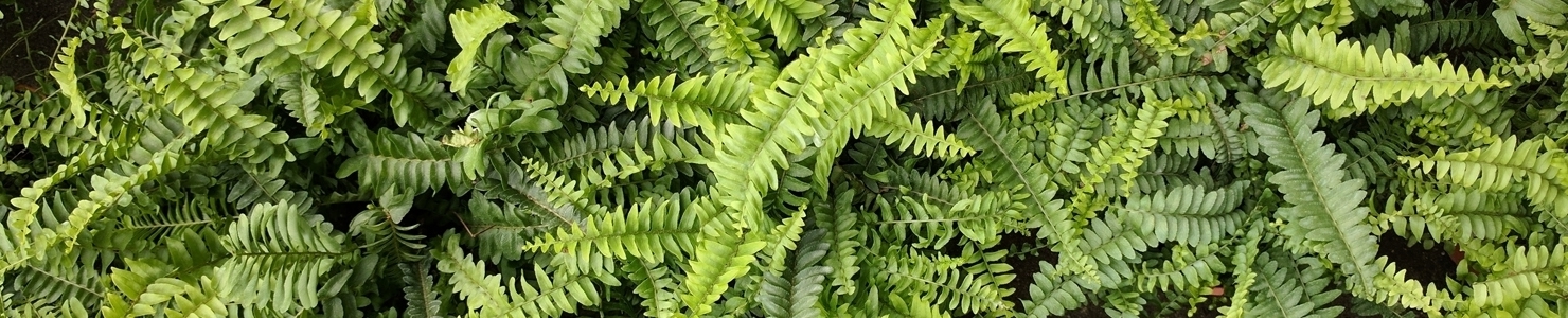 Blechnum photo