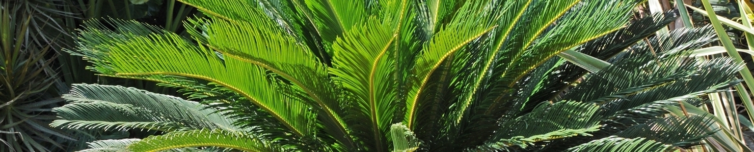 Cycas photo