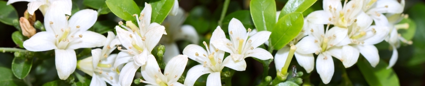 Murraya paniculata photo