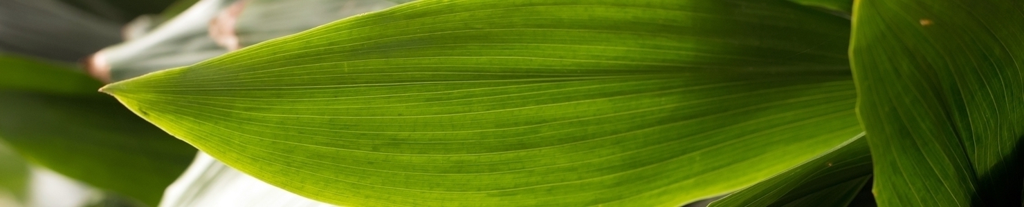 Aspidistra photo