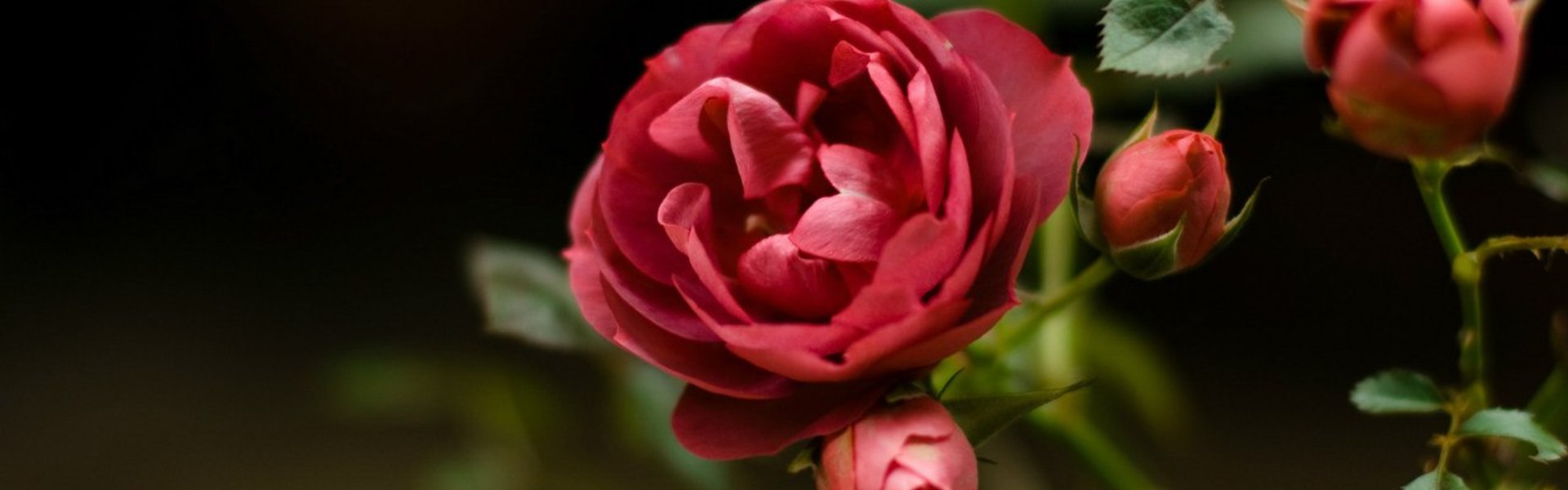 Wholesale rose