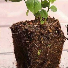 Rose seedlings (sprigs) 