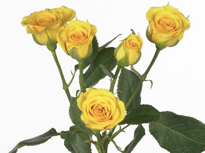 TR YELLOW BABE rose