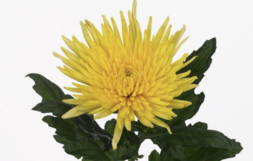 Chr G Anastasia Sunny chrysanthemum