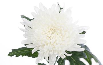 CHR G GAGARIN chrysanthemum