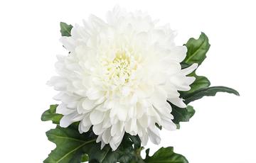 CHR G MAGNUM chrysanthemum