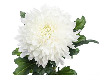 CHR G MAGNUM chrysanthemum