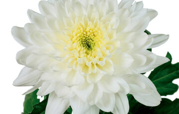 CHR G ZEMBLA Chrysantheme