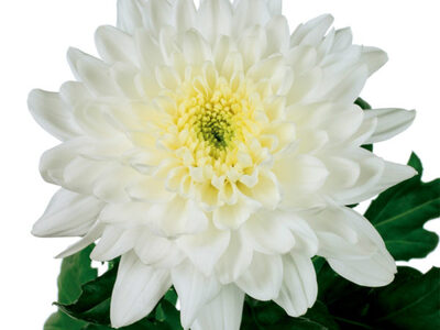 CHR G ZEMBLA Chrysantheme