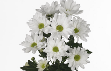 CHR T BACARDI chrysanthemum