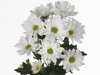 CHR T BACARDI chrysanthemum