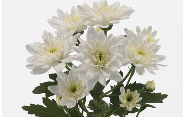 CHR T BALTICA Chrysantheme