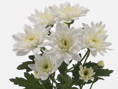 CHR T BALTICA Chrysantheme