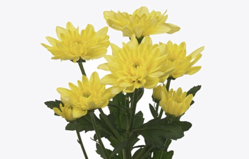 CHR T BALTICA YELLOW Chrysantheme