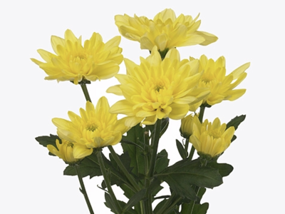 CHR T BALTICA YELLOW Chrysantheme