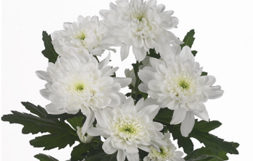 CHR T ZEMBLA chrysanthemum