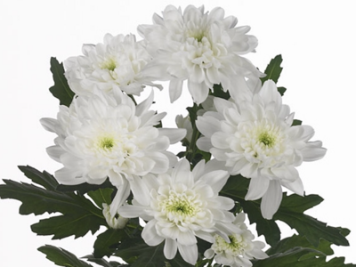 CHR T ZEMBLA Chrysantheme