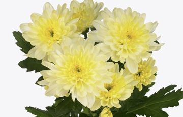 CHR T ZEMBLA CREAM Chrysantheme