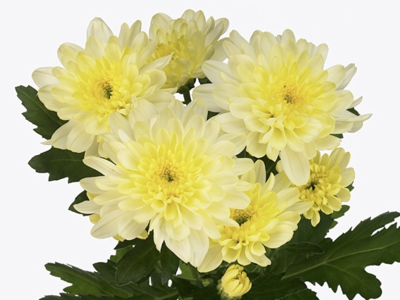 CHR T ZEMBLA CREAM Chrysantheme