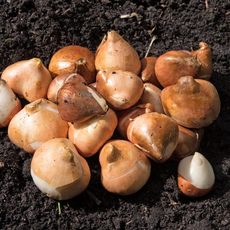 Seedlings (sprigs) of tulips