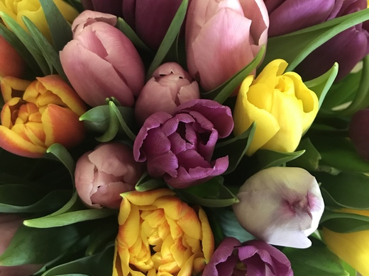 Tulip mix