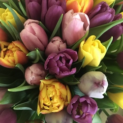 Tulip mix