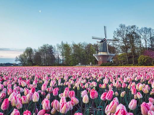 Tulips in the park Keukenhof