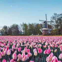 Tulips in the park Keukenhof