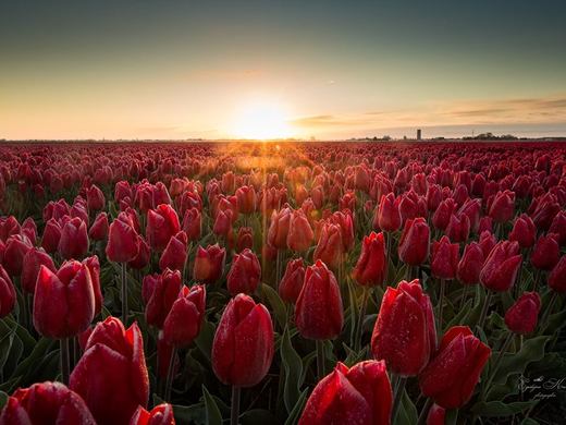 Tulips field in Holland