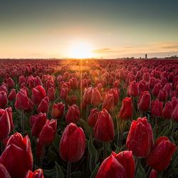 Tulips field in Holland