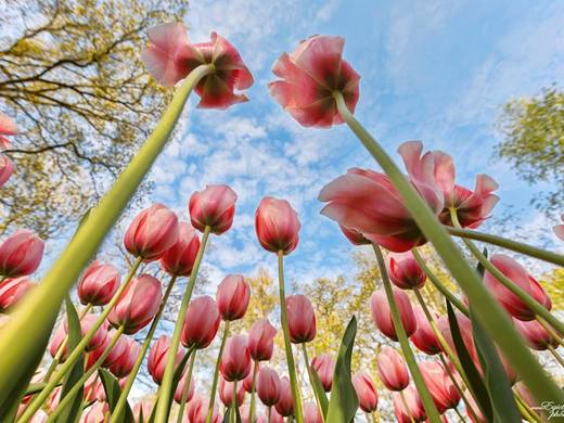 Tulips in the park Keukenhof