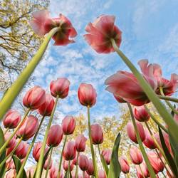 Tulips in the park Keukenhof