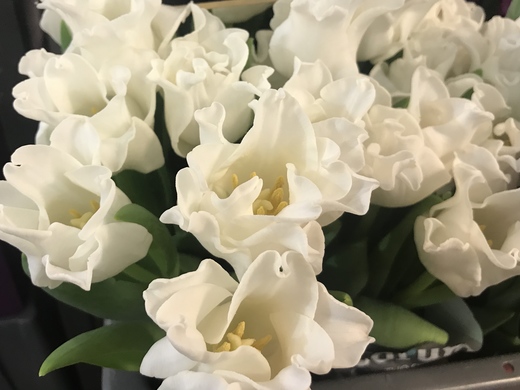 Tulip White Crown of Dynasty